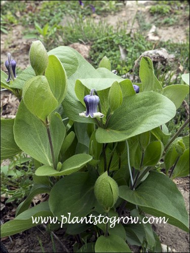 Clematis fremontii has solitary nodding bell shaped flowers.